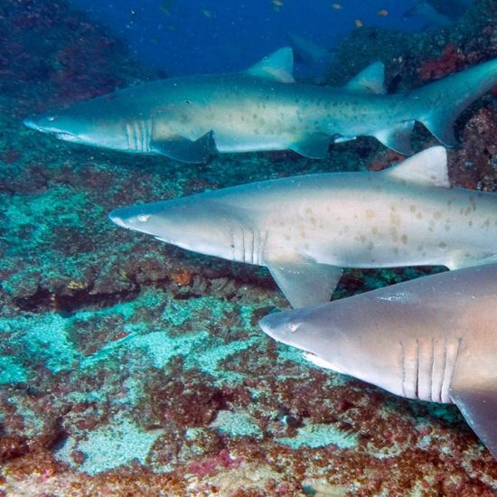 sharks