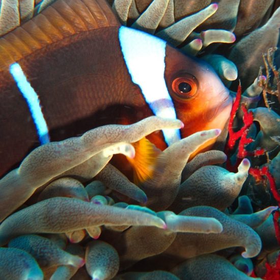clown fish