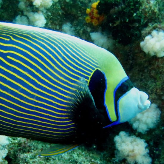 emperor angel fish