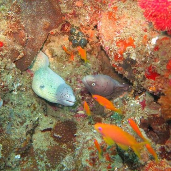 geometric moray