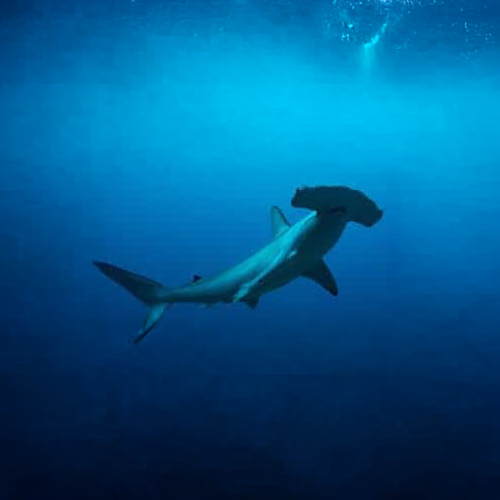 hammer head shark