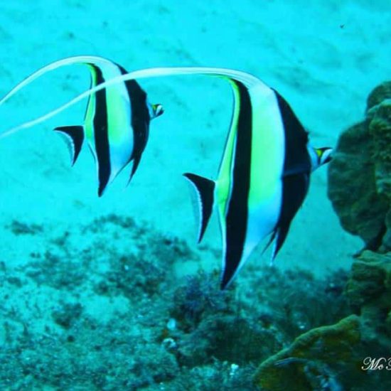 moorish idols