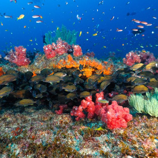 Produce wreck coral reef at Aliwal Shoal