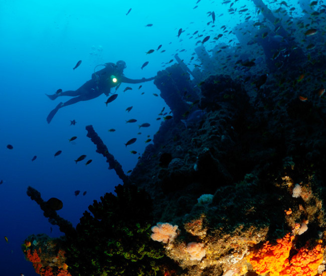 Produce Wreck Dive at Aliwal Shoal