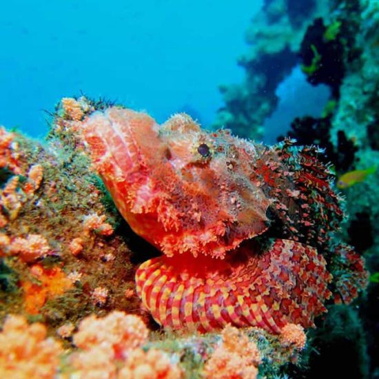 raggy scorpion fish