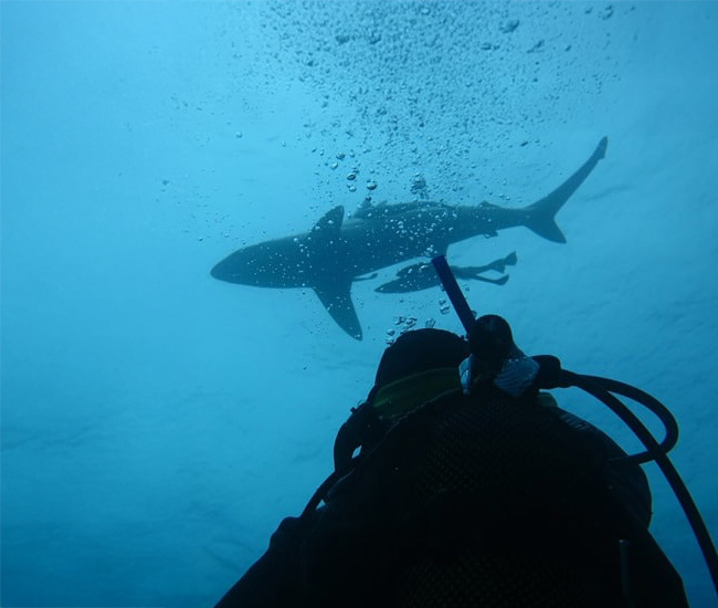 up close of scuba diver with shark above