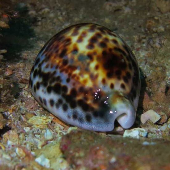 tiger cowrie