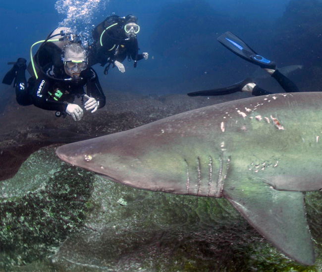 Chunnel Reef Dive on Aliwal Shoal