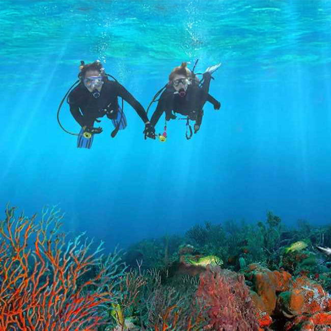 front view of scuba divers diving while holding hands