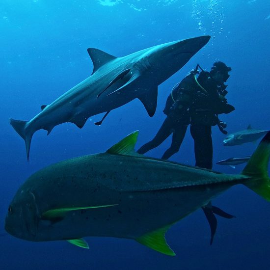 scuba divers amongst shark and fish