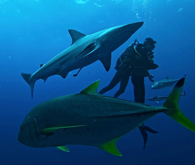 scuba divers amongst shark and fish