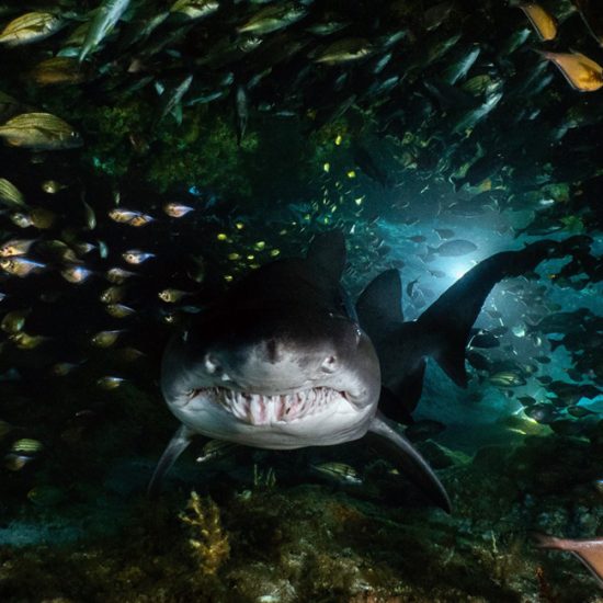shark looking straight ahead in reef cave