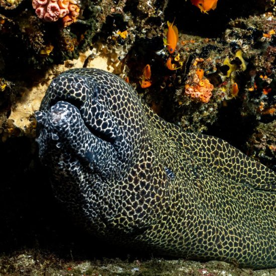 eel