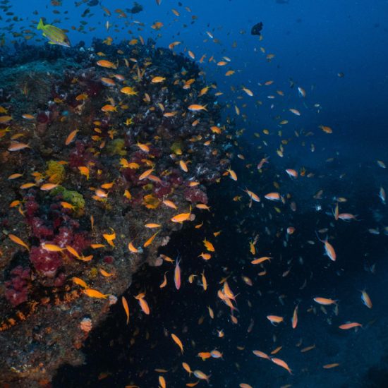coral reef with fish