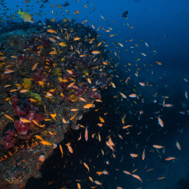 coral reef with fish