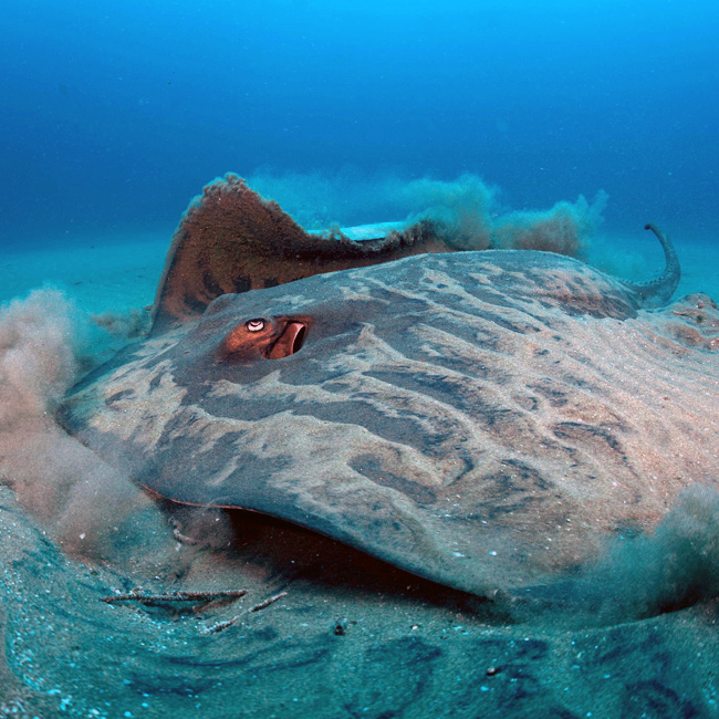 ray