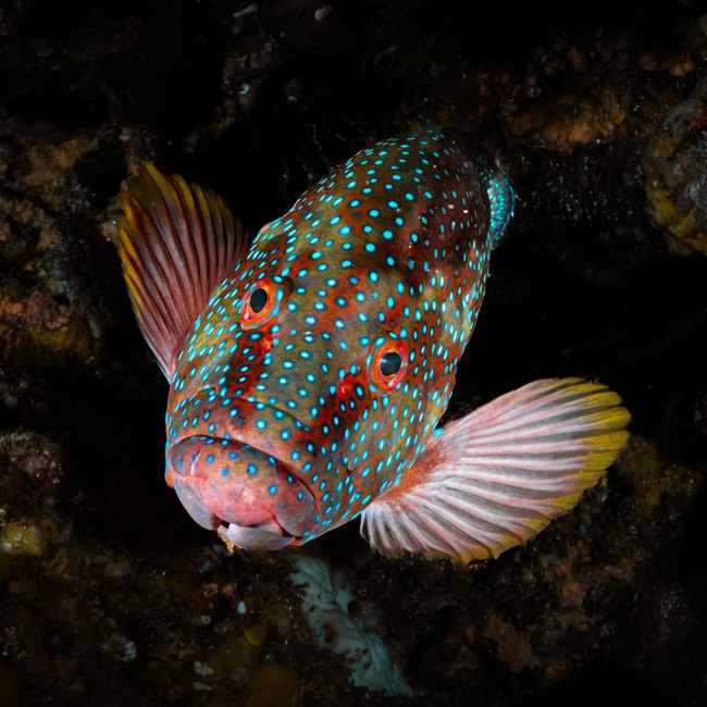 fish