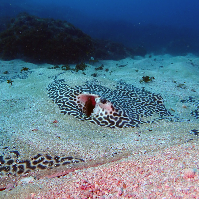 ray beneath ocean sand