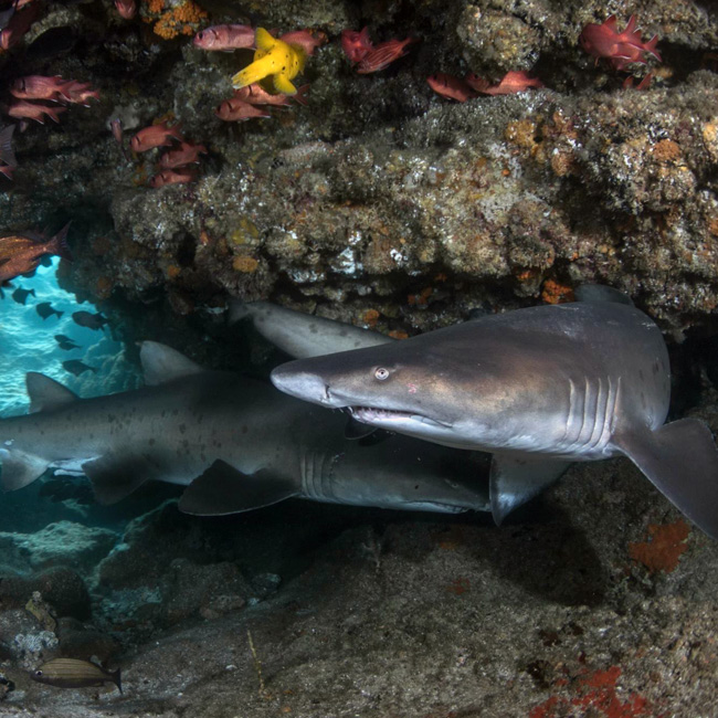 sharks in reef cave