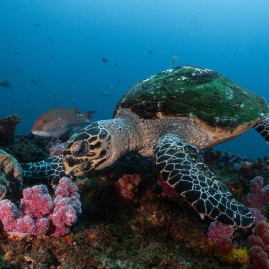 turtle amongst Aliwal Shoal reef