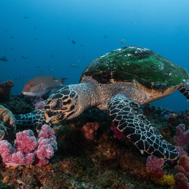 turtle amongst Aliwal Shoal reef