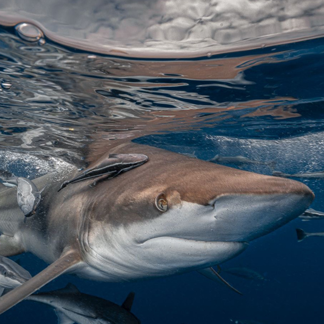 Shark Experiences