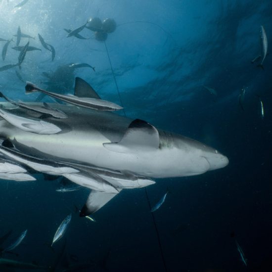 baited shark dive