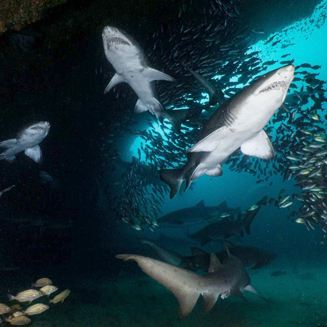 Reef Dives & Accommodation