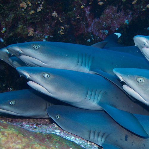 whitetip sharks