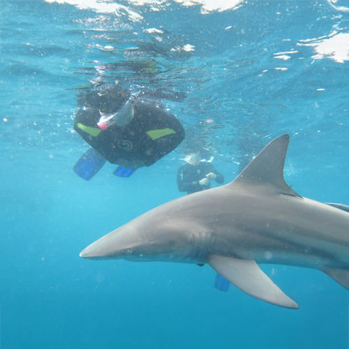 snorkeling amongst sharks