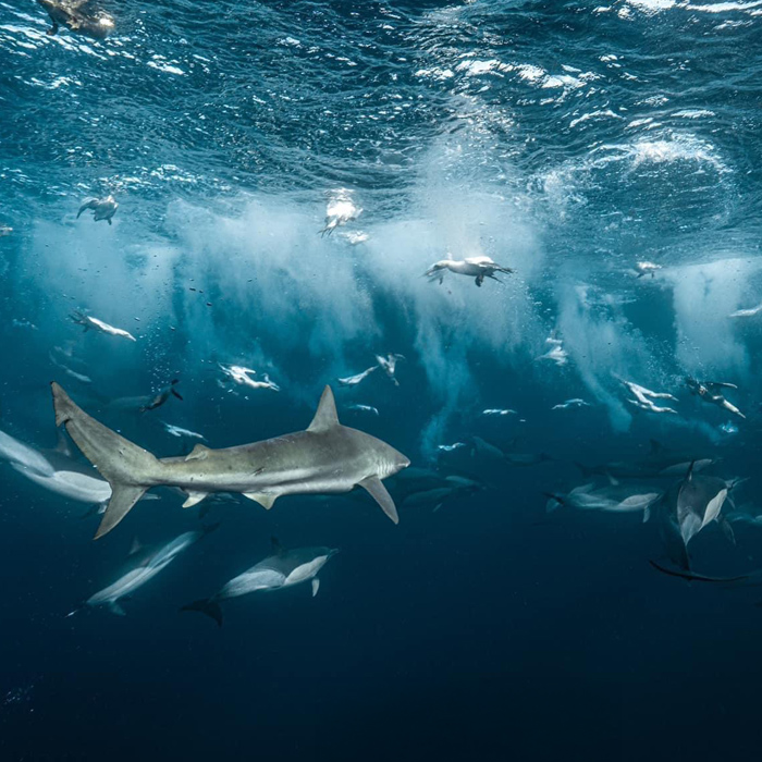 dolphins and gannets during sardine run