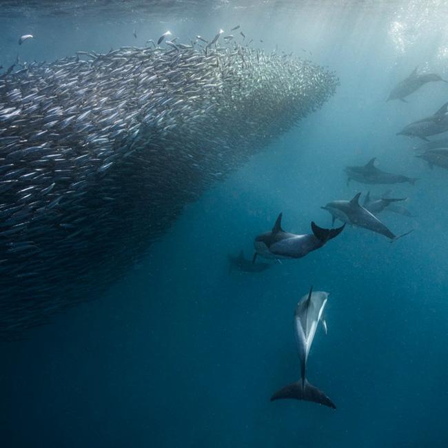 dolphins below bait ball