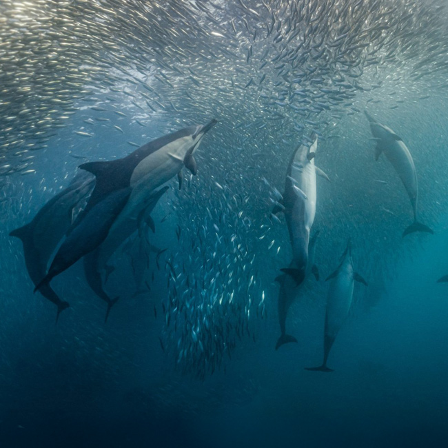 dolphins feeding on sardines bait ball during sardine run