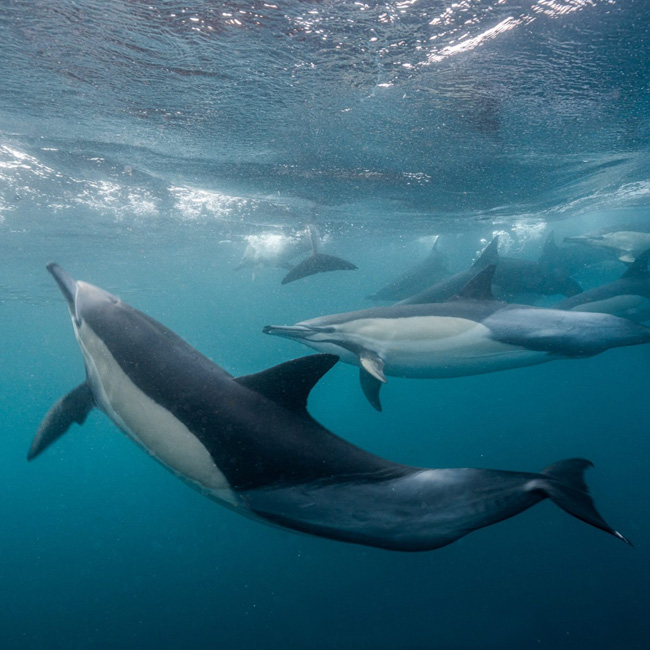 pod of dolphins