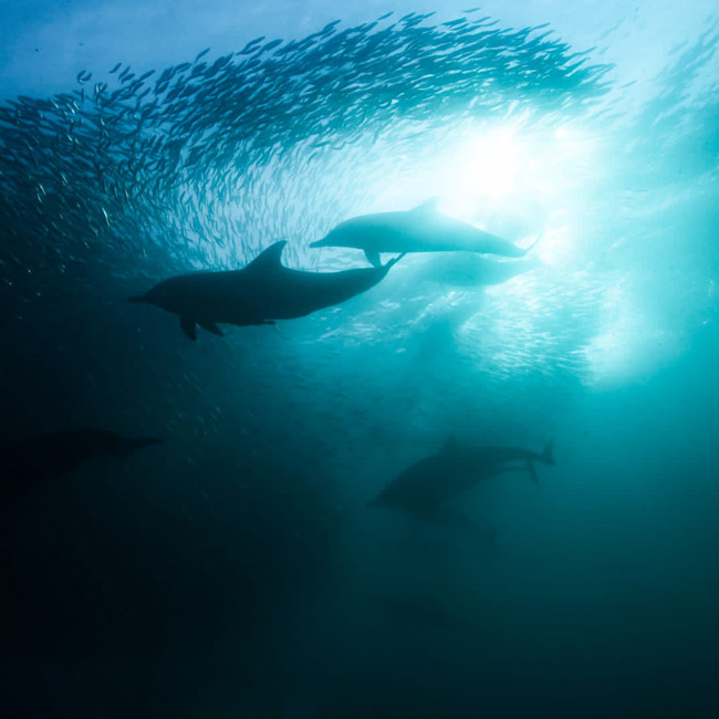 dolphins feeding on sardines