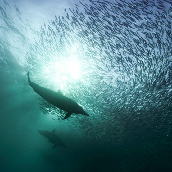 dolphins in centre of sardine bait ball during sardine run