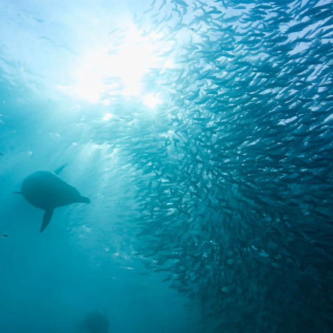 dolphins feeding on sardines bait ball