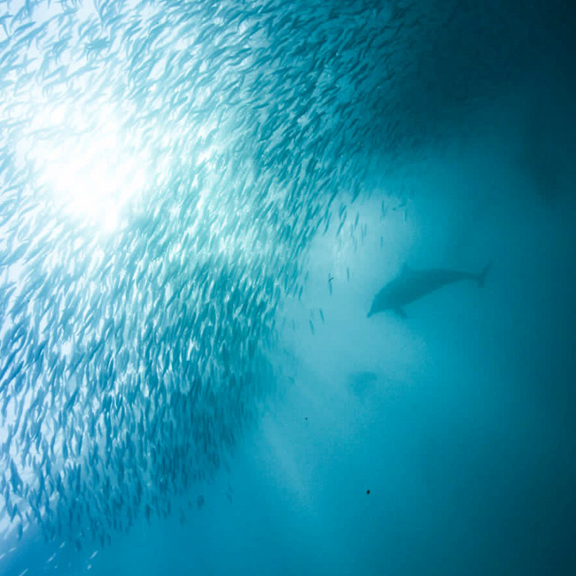 side view of dolphin and sardine bait ball