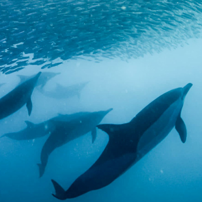 dolphins and sardine bait ball