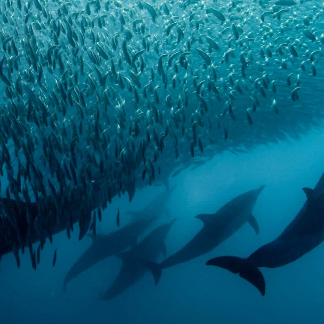 dolphins with huge bait ball above them during sardine run