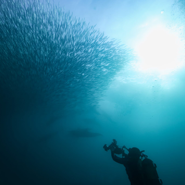 scuba diver taking photo of sardine bait ball during sardine run