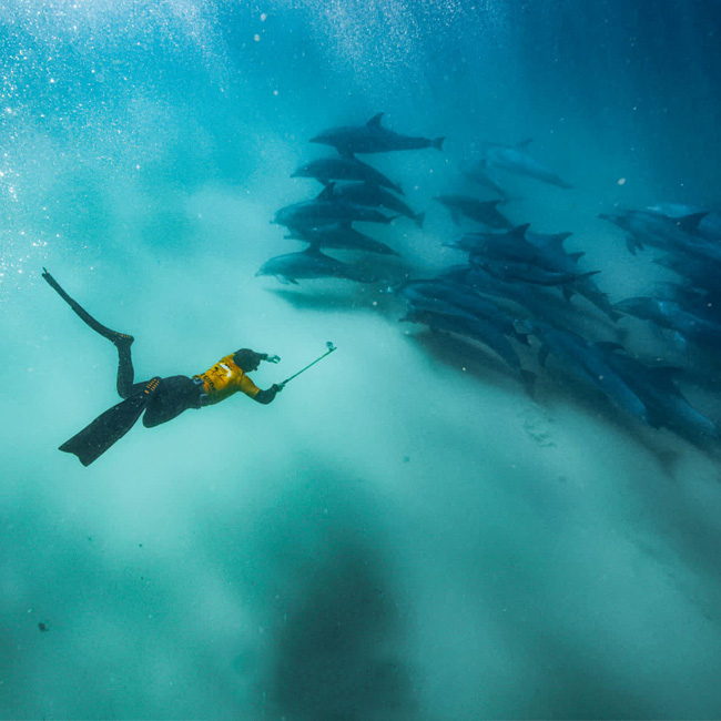 scuba diver taking photos of pod of dolphins