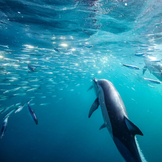 dolphins feeding during sardine run