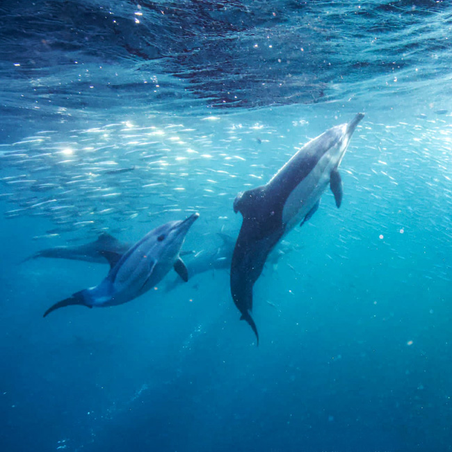 dolphins