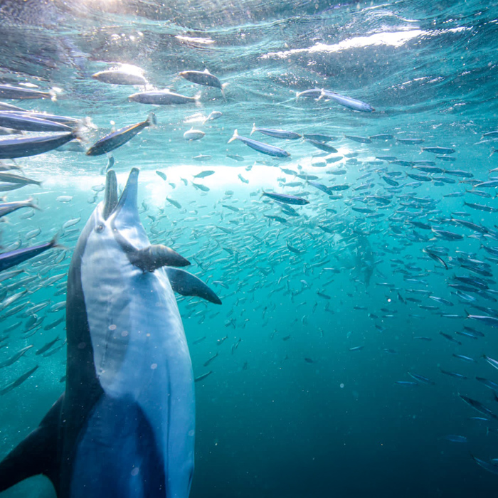 dolphin eating sardines during sardine run