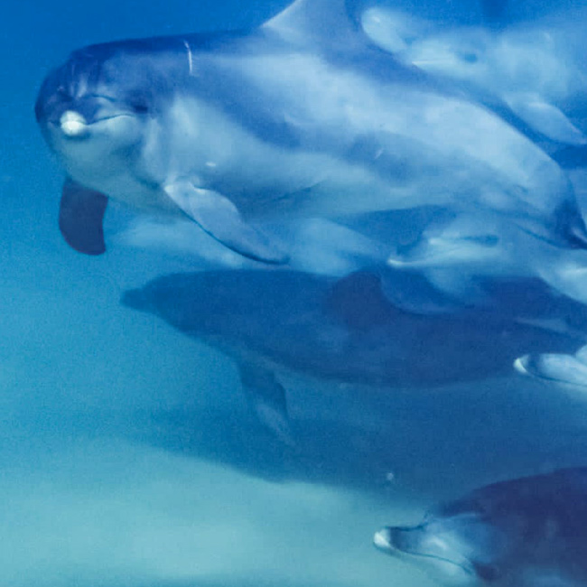 dolphins
