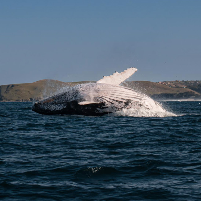 whale jumping out of water