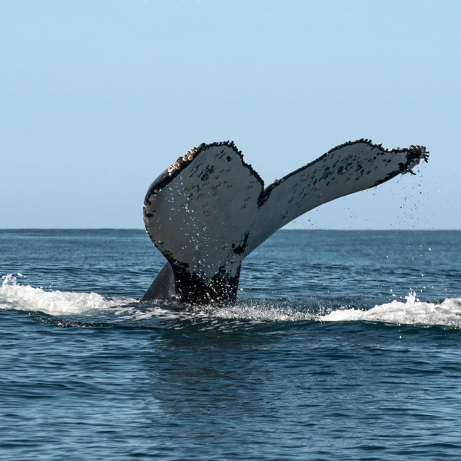 tail of whale sticking out of ocean water