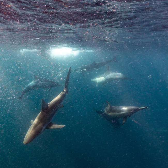 dolphins and shark during sardine run