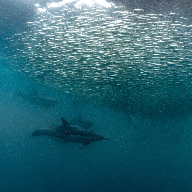 dolphins below sardine bait ball during sardine run